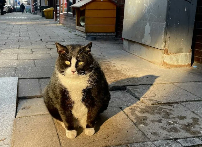Gacek the Cat – The Most Famous Feline Celebrity of Szczecin